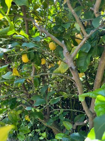 Casa Limoneto Διαμέρισμα Noli Εξωτερικό φωτογραφία