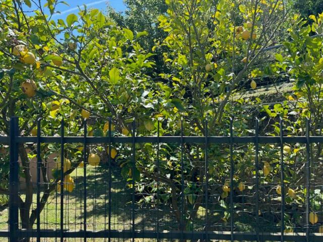 Casa Limoneto Διαμέρισμα Noli Εξωτερικό φωτογραφία